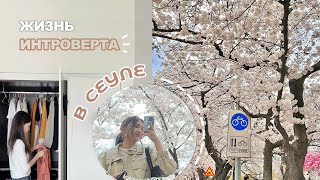 Cпокойная жизнь интроверта: цветение сакуры, MBTI, корейская еда