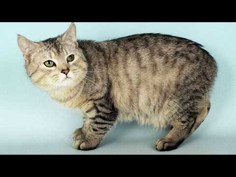 Кот без хвоста((( Порода кошек Мэнкс. Порода менкс.