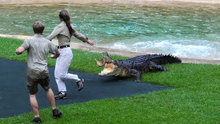 Bluey Chasing The Irwins | Easter Croc Show | Australia Zoo