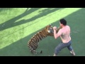 After swimming with a tiger this might happen