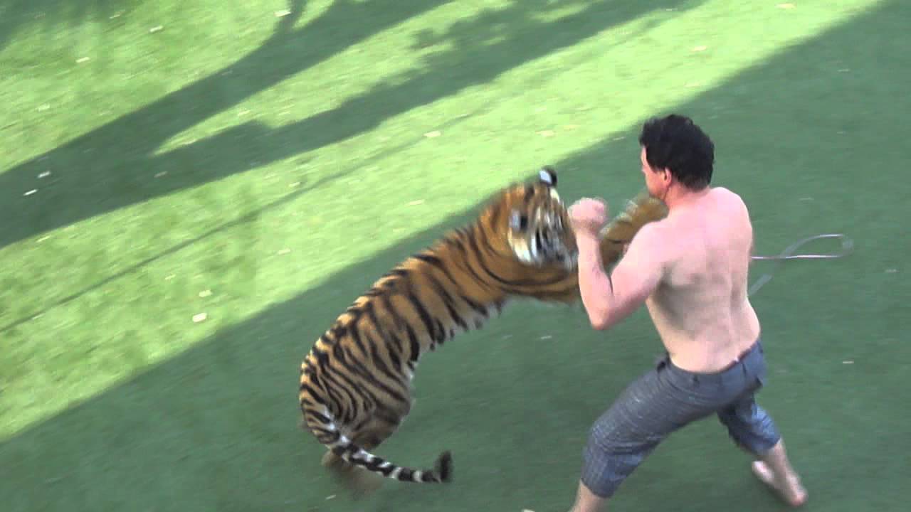 After swimming with a tiger this might happen