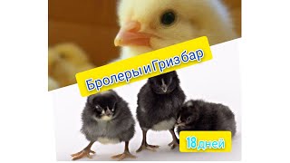 Бролер Венгрия и Гриз Бар 18 день