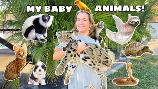 ALL MY BABY ANIMALS IN ONE VIDEO!