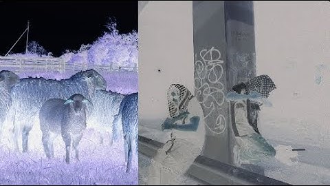 iii. Black Sheep - Free Hamze (Official Video)