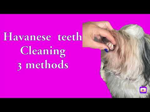 วีดีโอ: 3 วิธีง่าย ๆ ในการทำความสะอาดฟันของ Havanese