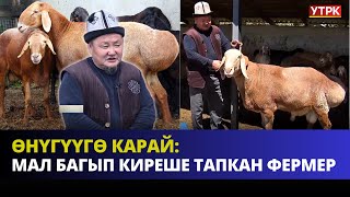 Мал багып киреше тапкан фермер | ӨНҮГҮҮГӨ КАРАЙ