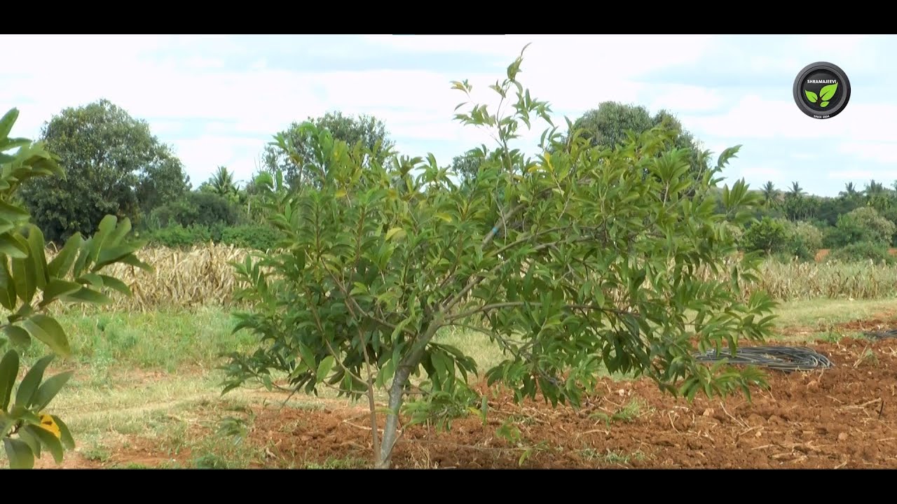ಸೀತಾಫಲಕ್ಕೆ ಗೊಬ್ಬರ, ರೋಗ-ಕೀಟ ನಿರ್ವಹಣೆ - ಶ್ರೀ ಟಿ. ನಿಂಗನಾಯ್ಕ | Good Agronomic Practices in Custard Apple