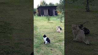 Лес, грибы и котики 🐈 #shorts #cats