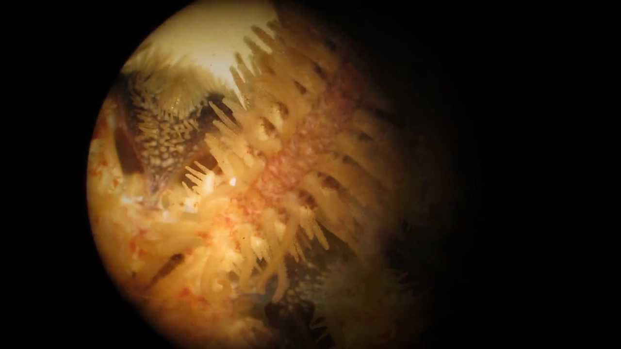 Ophiothrix quinquemaculata