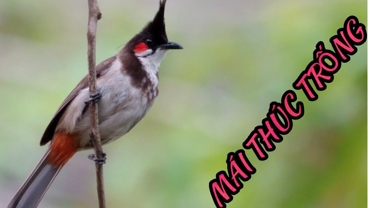 สวัสดีสุดยอดการร้องเพลงยอดเยี่ยมในปี 2020 แจ็คกลองที่ยอดเยี่ยม