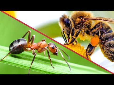 Kovanları karıncalardan koruma yöntemi