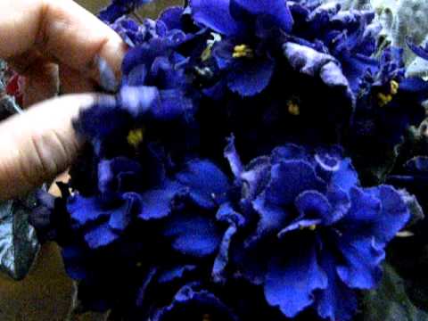 How to keep your African Violets in constant bloom Part-1.