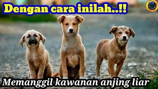 SUARA ANJING MEMANGGIL TEMANNYA/SUARA ANJING @dskicaumania6538