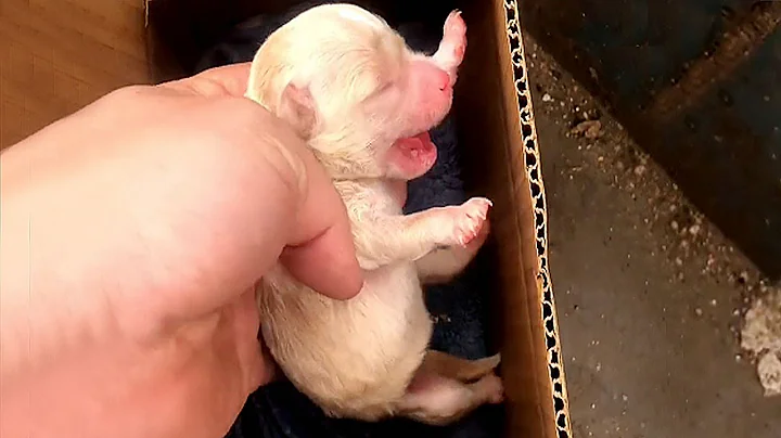 The unopened-eyed puppy rescued from a garbage pile,its fate had changed by the care of a rough man - DayDayNews