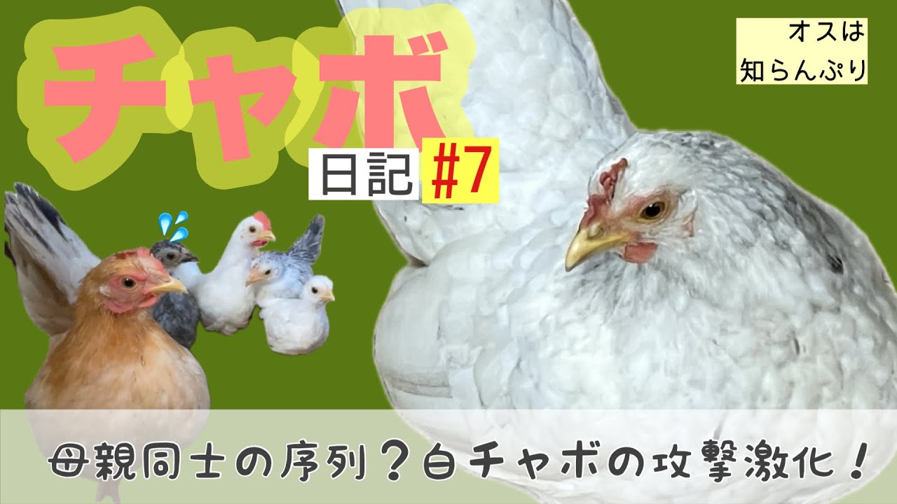 Chabo Diary #7] The chicks are one and a half months old. The
