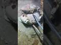 必死に相手を守るカニ