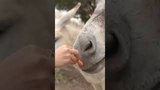 how to feed a donkey/horse 🥕 🐴 #shorts #animalsanctuary