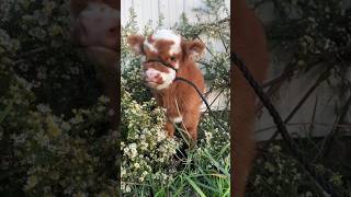 Мини хайленд — пушистое чудо Шотландии 🐂✨  #animals #животные #природныепейзажи