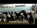 مزارع الخير حلال الامارات