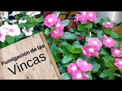 Video: Pudrición negra por phlox rastrero: tratamiento de los síntomas de phlox rastrero con podredumbre negra