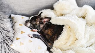 Boston Terrier Exercise and Energy Levels