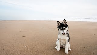 Training Siberian Huskies Positive Reinforcement Techniques by USA Pup Patrol 2 views 13 days ago 4 minutes, 36 seconds