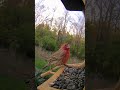 House Finch morning  #birdfeeding #birdwatching