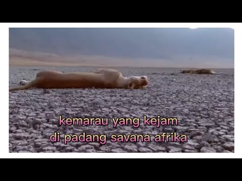 Video: Bagaimanakah musim di savana?