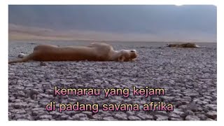 KEMARAU PANJANG DI Savana afrika,Begini nasib binatang di padang safana#binatang#wild #duniabinatang