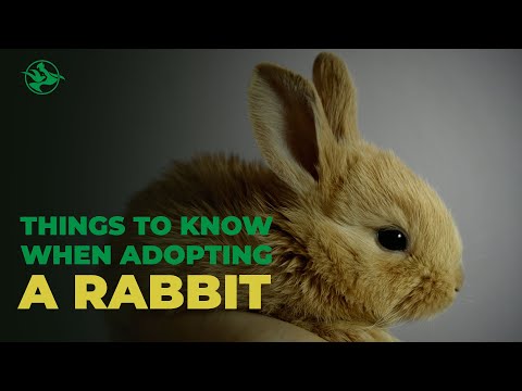 9 THINGS I WISH I KNEW BEFORE ADOPTING A RABBIT