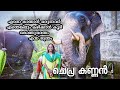 Chepra Kannan |cute Kerala elephant | ചെപ്ര കണ്ണൻ | പരിപ്പ് അപ്പു |