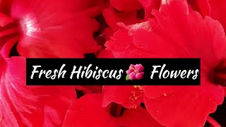 Hibiscus For Hair Growth | Hibiscus Hair mask | Hair mask Fir silky Smooth Hair  #shorts #hairmask