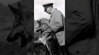 #shorts Blondi - Hitlers Schäferhund