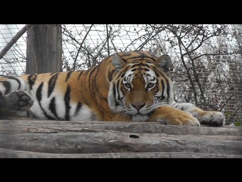 Video: Amur tsov txaij Far East: piav qhia, duab