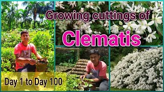 Grow Clematis from Cutting very Easily. Full process Day 1 to Day 100