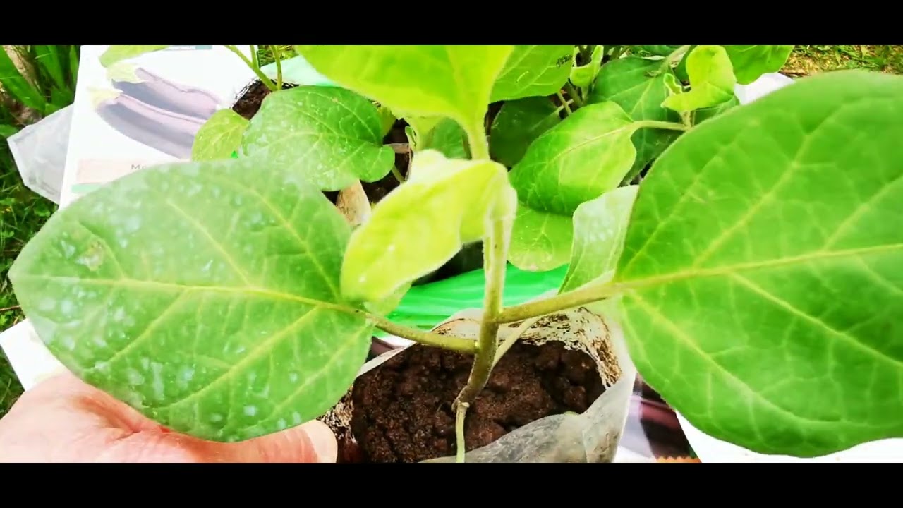 καλλιέργεια μελιτζάνας