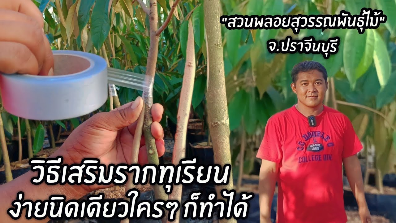 เสริมรากทุเรียนง่ายนิดเดียว ใครๆ ก็ทำได้ 
