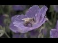 Comment crer un jardin respectueux des abeilles  le rhs