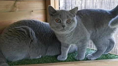 Video 11602121: british shorthair cat, cat garden, cat house, cat enjoying