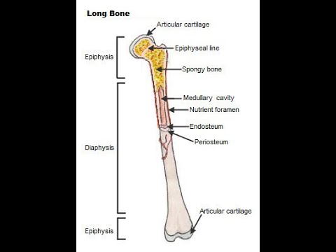 Long bone