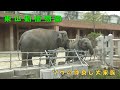 【東山動植物園】 アジアゾウの仲良し大家族（250702）