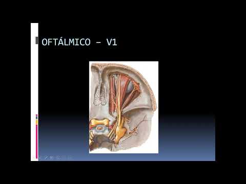 Vídeo: Onde está o nervo meníngeo recorrente?