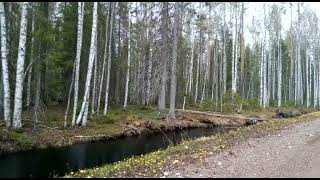 Встреча с медвежонком на Архангельской клюквенной плантации