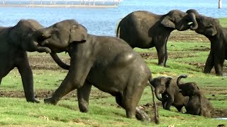 Baby Elephants Playing In Kaudulla National Park | カウドゥラ国立公園で遊ぶゾウの赤ちゃん | Baby Elephants | Animals