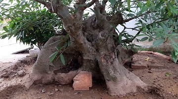 Cây sung .....hầm hố nhất vịnh Bắc bộ.