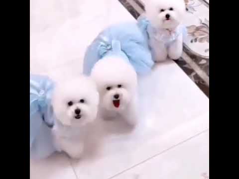 cute baby puppy video ff tt 🥰🥰#shorts