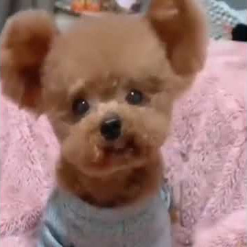 cute baby puppy video ff tt 🥰🥰#shorts