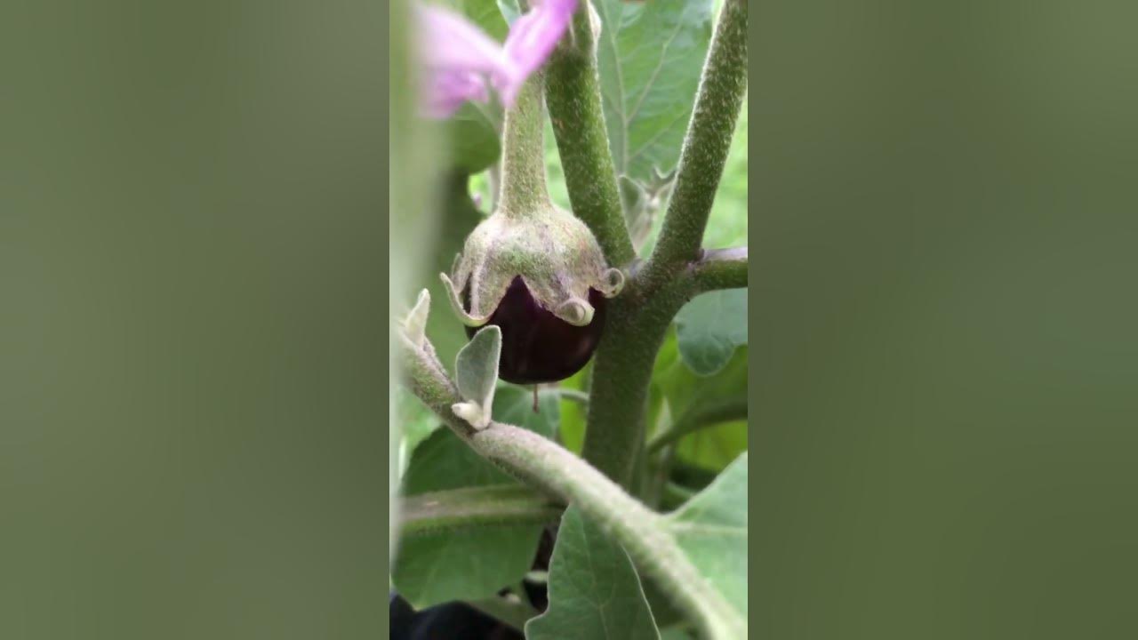 BLACK BEAUTY EGGPLANT FRUITING AND FLOWERING YouTube