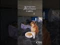 Hola🐕🐶🍪#parati #edit #doge