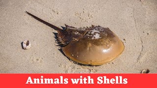 Animals With Shells For Kids Exploring 20 Animals With Shells For Kids